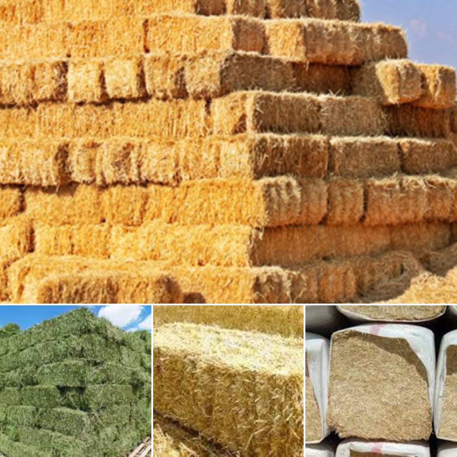 Kuru Fiğ Otu
